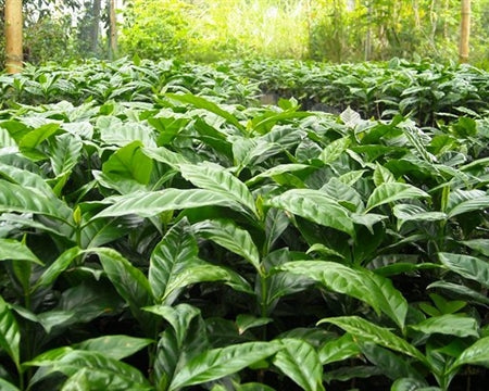 SUMATRA ORGANIC BENER MERIAH MANDHELING GRADE 1 - 32517-1 - SPOT SEAFORTH