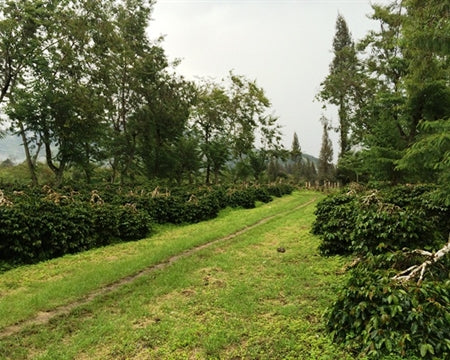 SUMATRA ORGANIC BENER MERIAH MANDHELING GRADE 1 - 36907 - SPOT SEAFORTH