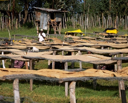 ETHIOPIA SIDAMA 3 NATURAL FT ORGANIC GERBICHO LELA - *48953W2* - 27628 - Ecotact Bags - SPOT COSEATAC