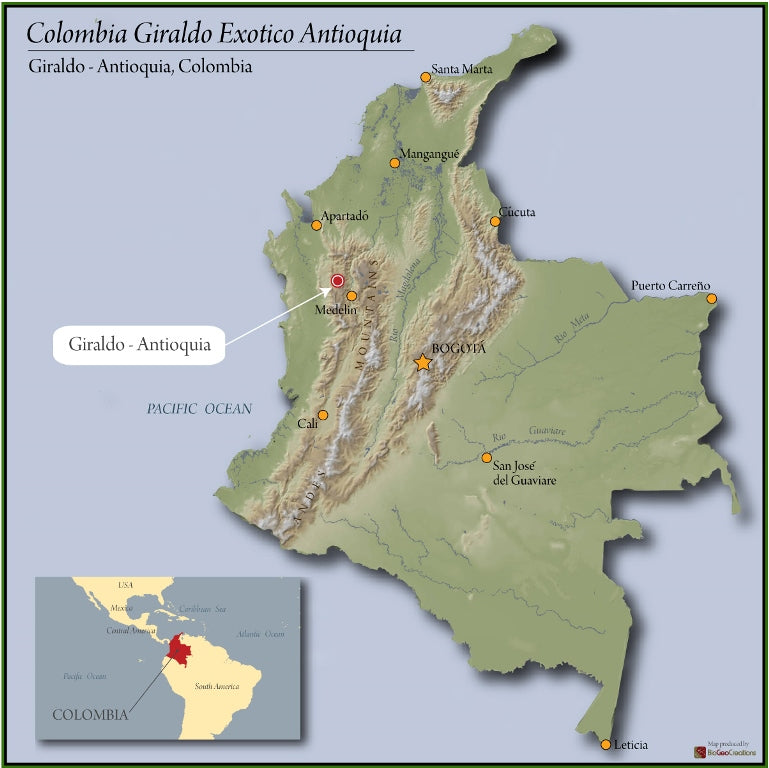 Colombia Antioquia Giraldo Exotico - *50138* - 25579 - 70.0 kg GrainPro Bags - SPOT RCWHSE
