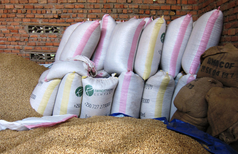 Rwanda Inzovu Supreme Washed - *51574* - 25199 - GrainPro Bags - SPOT RCWHSE