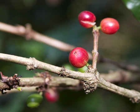 ETHIOPIA YIRGACHEFFE 3 NATURAL FT ORGANIC BANKO GOTITI - Lot 2 *48907-2* - 25847 - GrainPro Bags - SPOT RCWHSE