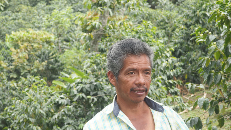 MEXICO ORGANIC CHIAPAS GRAPOS ALTURA HG EP - 32309 - SPOT RCWHSE