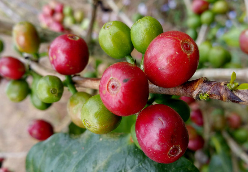 Guatemala Antigua Bella Carmona Bourbon - 33183 - 46.0 kg GrainPro Bags - SPOT RCWHSE