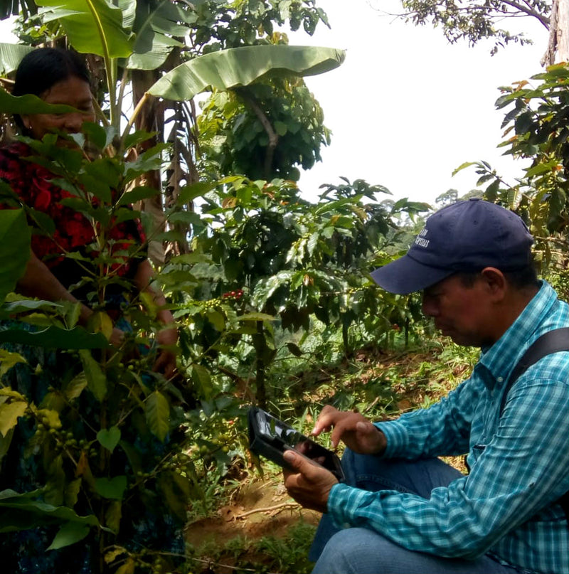 GUATEMALA FT-FLO/USA ORGANIC MANOS CAMPESINAS SAN MARCOS SHB EP - *49012* - 25347 - GrainPro Bags - SPOT RCWHSE