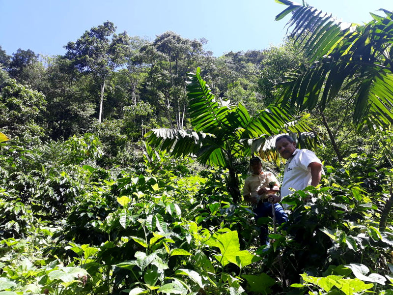 GUATEMALA FT-FLO/USA ORGANIC MANOS CAMPESINAS SHG EP - 34892 - Ecotact Bags - SPOT RCWHSE
