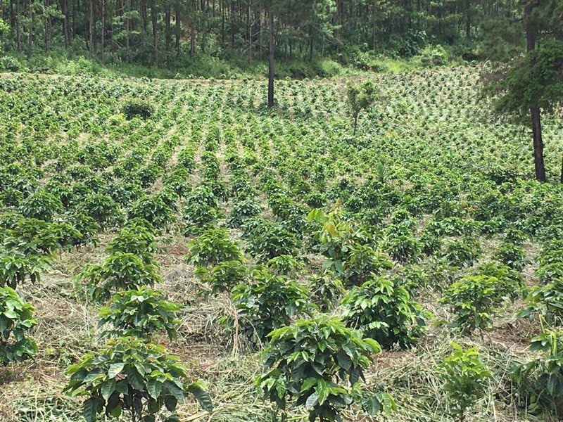 Guatemala Huehuetenango Rio Azul SHB EP - *50134* - 24929 - Ecotact Bags - SPOT RCWHSE