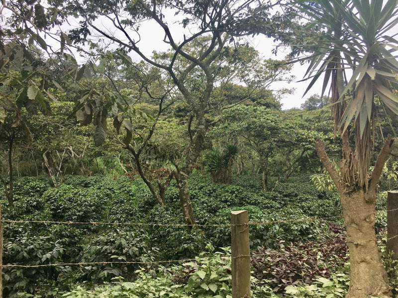 Guatemala Huehuetenango Rio Azul SHB EP - *48967* - 23947 - SPOT RCWHSE