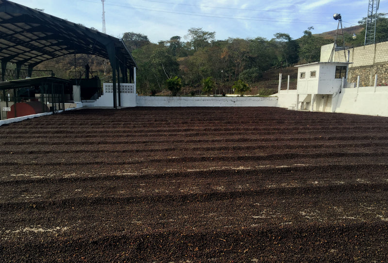Guatemala Las Flores Natural SHB EP - *49151C* - 26215 - Ecotact Bags - SPOT SHANGHAI