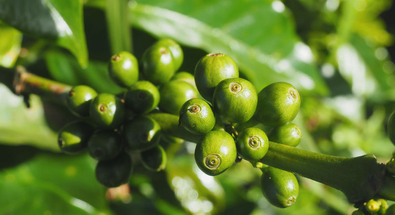 GUATEMALA ORGANIC HUEHUETENANGO SHB EP - 37976-1 - Ecotact Bags - SPOT SEAFORTH