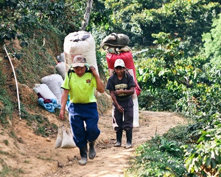 GUATEMALA ORGANIC RFA SMBC CHIMALTENANGO FINCA SANTA RITA SHB EP - *46932* - 23928 - SPOT RCWHSE