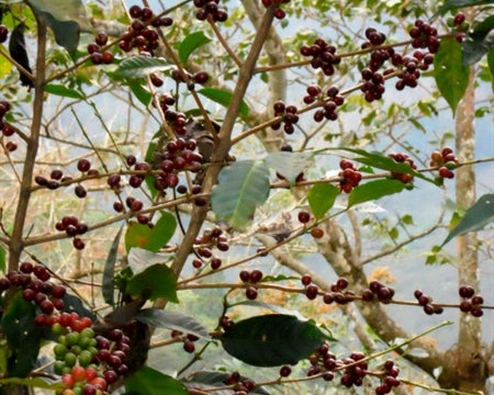 GUATEMALA ORGANIC RFA SMBC CHIMALTENANGO FINCA SANTA RITA SHB EP - *46932* - 23928 - SPOT RCWHSE