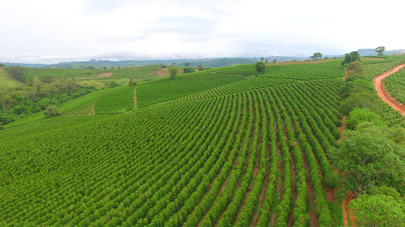 Decaf Brazil Mogiana Royal Select Water Process - 29355 - SPOT RCWHSE