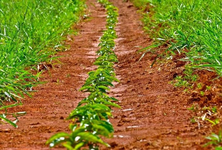 Decaf Brazil Mogiana Royal Select Water Process - 35063-4 - SPOT COMIDWEST