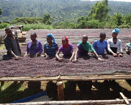 Ethiopia Guji 4 Natural - 29117 - Ecotact Bags - SPOT RCWHSE