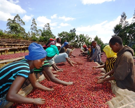 Ethiopia Guji 3 Natural - Lot 469 *51584R* - 27668 - GrainPro Bags - SPOT RCWHSE