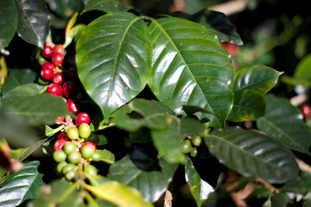 Kenya Nyeri Gura Peaberry - 13TY0007  - 36855-2 - GrainPro Bags - SPOT COSEATAC
