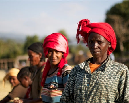 ROYAL GEM ETHIOPIA YIRGACHEFFE 1 WASHED FT-FLO ORGANIC HAFURSA - 36579-3 - SPOT RCWHSE