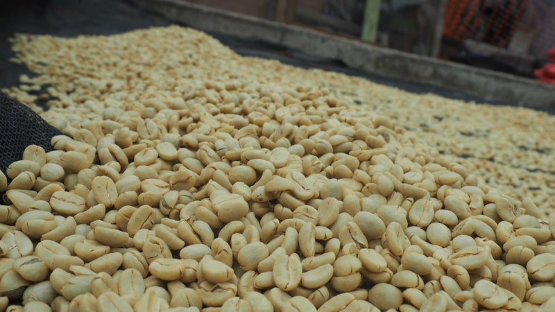 Kenya Nyeri Rumukia Tambaya AA - 13TY0006 - 31069 - GrainPro Bags - SPOT RCWHSE