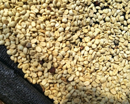 Guatemala San Marcos Finca Transito Bolivar - 28617-1 - Ecotact Bags - SPOT RCWHSE
