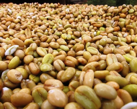 ETHIOPIA SIDAMA 2 WASHED FT-FLO/USA ORGANIC HOMACHO WAENO - 30694 - Ecotact Bags - SPOT COSEATAC