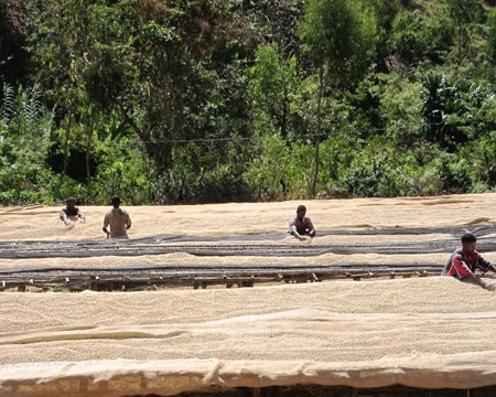 ETHIOPIA SIDAMA 2 WASHED FT-FLO/USA ORGANIC HOMACHO WAENO - 30694 - Ecotact Bags - SPOT COSEATAC