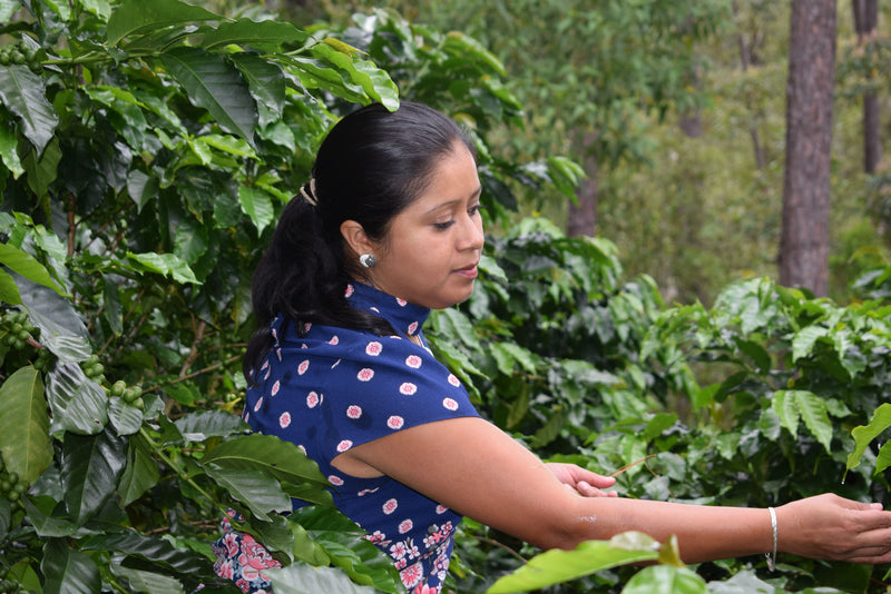 Honduras Comsa SHG EP - *50474* - 24063 - SPOT RCWHSE