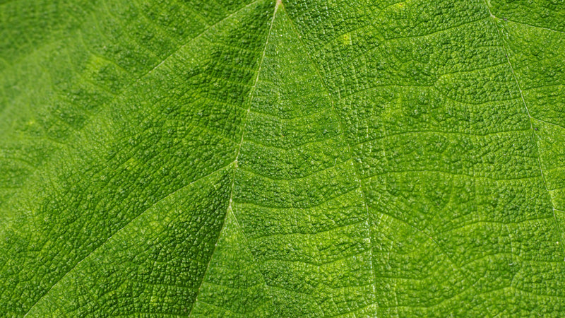 HONDURAS FT-FLO/USA ORGANIC GLADYS RIVERA NATURAL ANACAFE-14 - 34265 - GrainPro Bags - SPOT RCWHSE