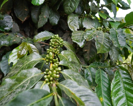 DECAF KOMODO ORGANIC ROYAL SELECT SWISS WATER PROCESS - 32138 - SPOT SEAFORTH