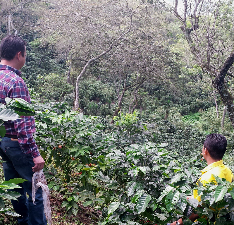 HONDURAS ORGANIC OCOTEPEQUE SHG EP - 32375 - SPOT RCWHSE
