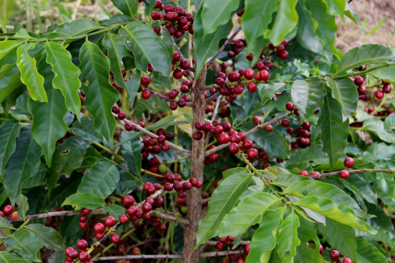 HONDURAS ORGANIC OCOTEPEQUE SHG EP - 35939 - SPOT RCWHSE