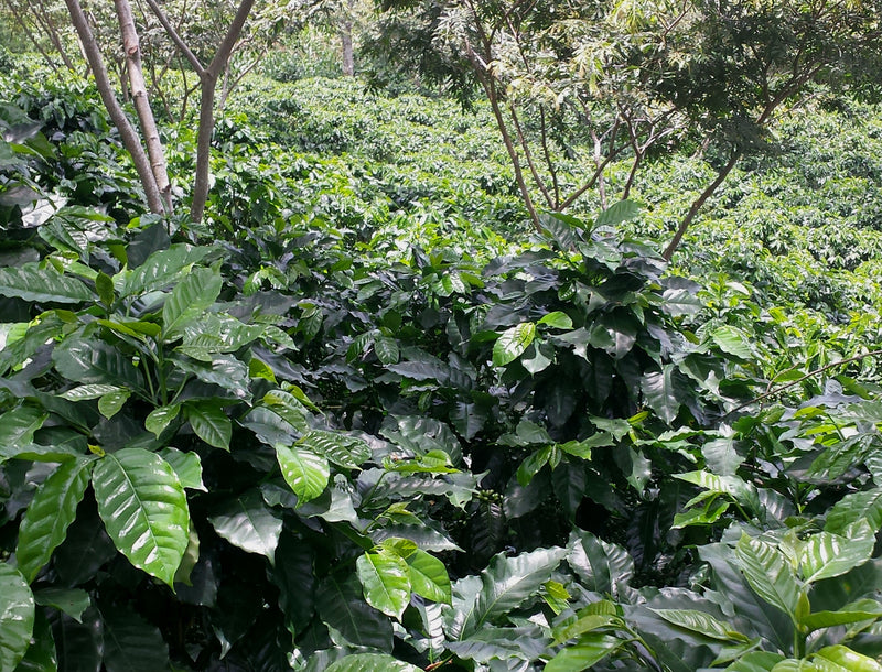 HONDURAS ORGANIC OCOTEPEQUE SHG EP - 32374 - SPOT RCWHSE