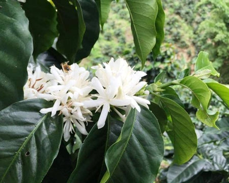 Colombia Huila Excelso EP - 30108 - 69.9 kg Bags - SPOT RCWHSE