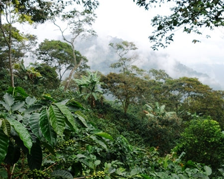 Colombia Huila Excelso EP - 28190-1 - 69.9 kg Bags - SPOT COSEATAC