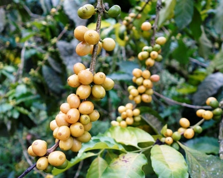 Colombia Huila Excelso EP - 36538 - 69.8 kg Ecotact Bags - SPOT SHANGHAI