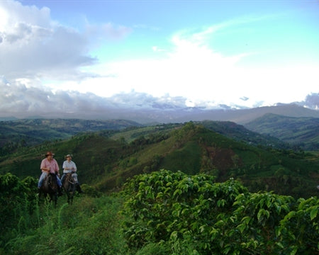 Colombia Huila Supremo 17/18 - 31810 - 70.1 kg GrainPro Bags - SPOT SHANGHAI