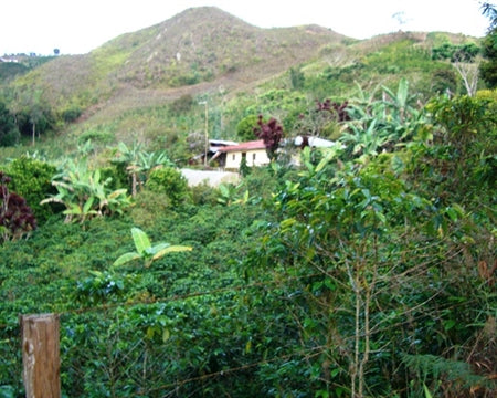 Colombia Huila Supremo 17/18 - *51917* - 26720-1 - 70.1 kg Bags - SPOT DUPUYHOU