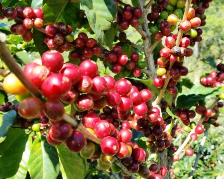 Colombia Huila Supremo 17/18 - 31809 - 69.9 kg GrainPro Bags - SPOT SHANGHAI