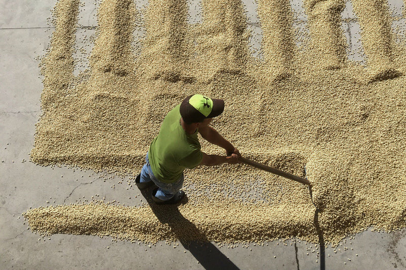 Guatemala Antigua Bella Carmona Hunapu - *52718* - 26759-1 - 46.0 kg GrainPro Bags - SPOT RCWHSE