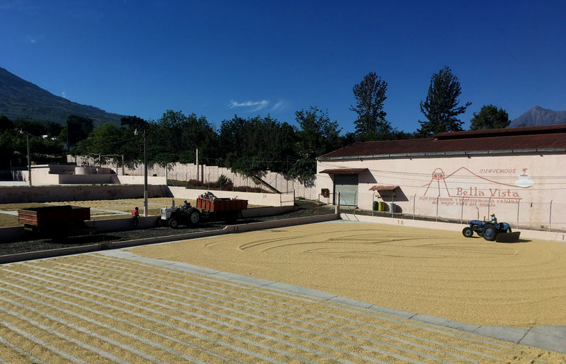Guatemala Antigua Duraznito - Lot 17286 *51029* - 25178 - 46.0 kg GrainPro Bags - SPOT RCWHSE