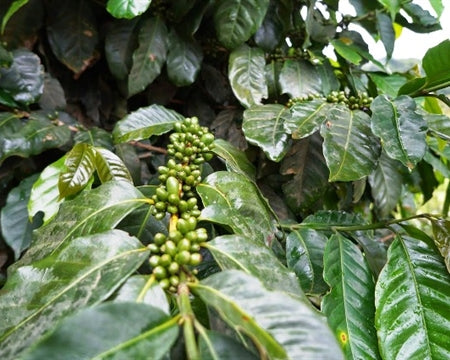 ETHIOPIA SIDAMA 2 WASHED FT ORGANIC HUNKUTE - *48956* - 24919 - Ecotact Bags - SPOT RCWHSE