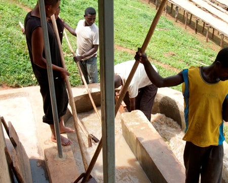 ETHIOPIA SIDAMA 2 WASHED FT ORGANIC HUNKUTE - *48956* - 24919 - Ecotact Bags - SPOT RCWHSE