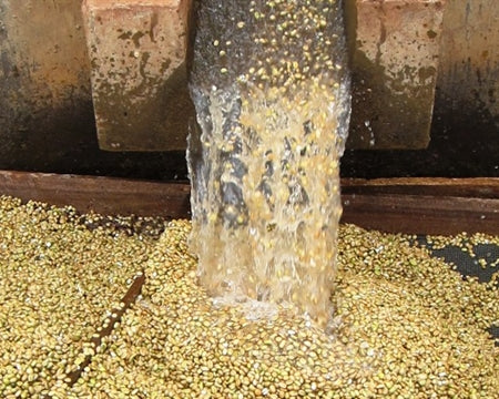 ETHIOPIA SIDAMA 2 WASHED ORGANIC HONDOBA BORBORA - 29549 - Ecotact Bags - SPOT RCWHSE