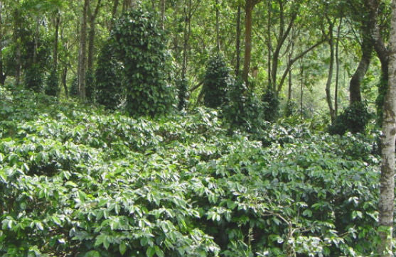 INDIA ORGANIC ROBUSTA CHERRY AB - *52736* - 27453 - 60.0 kg GrainPro Bags - SPOT COSEATAC