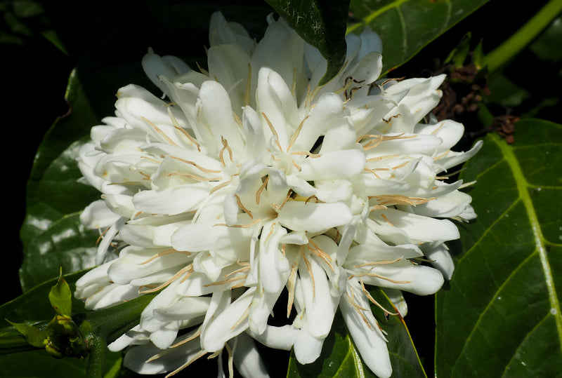 INDIA ORGANIC ROBUSTA CHERRY AA - 30216 - SPOT COSEATAC