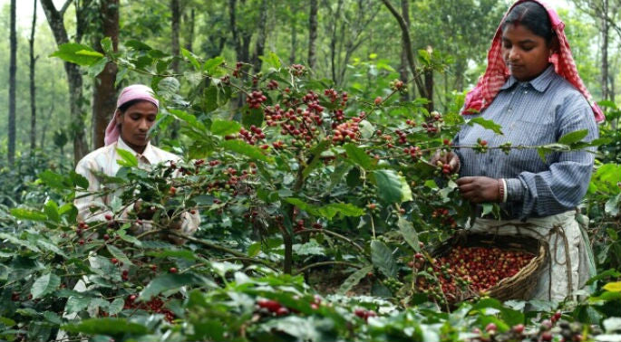 INDIA ORGANIC ROBUSTA CHERRY AA - 30216 - SPOT COSEATAC