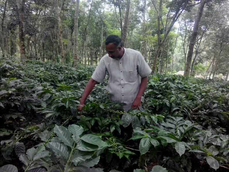 INDIA ORGANIC ROBUSTA CHERRY AA - 30216 - SPOT COSEATAC