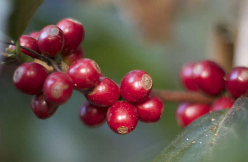 Decaf Sumatra Mandheling Grade 1 Royal Select Water Process - 32323 - SPOT RCWHSE