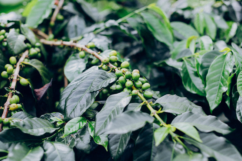 Sumatra Takengon Sara Ate Mandheling Grade 1 - *51333* - 24143 - SPOT RCWHSE