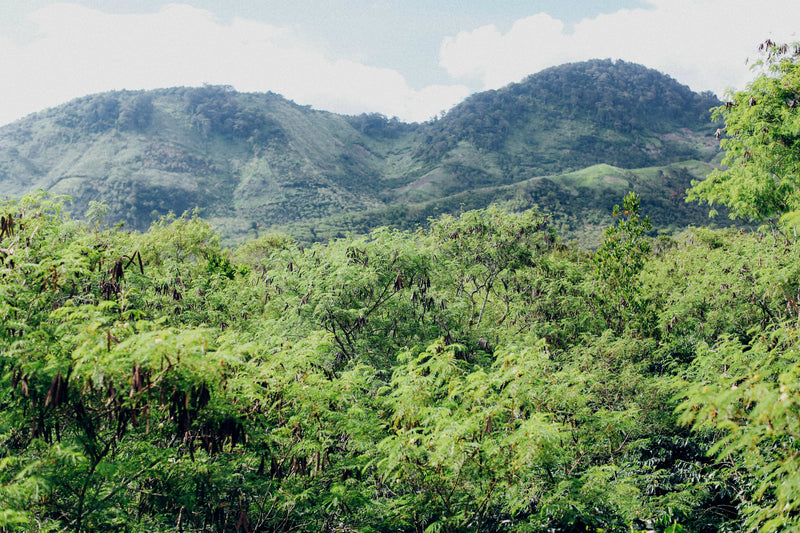 Sumatra Takengon Sara Ate Mandheling Grade 1 - 28495 - SPOT RCWHSE
